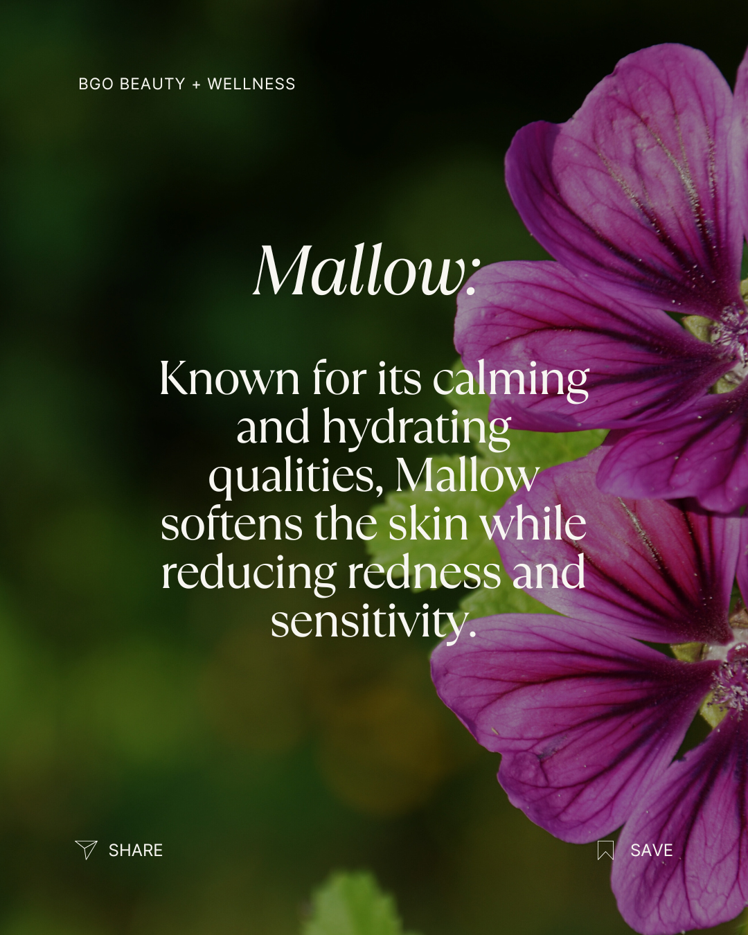 Renew Spray Serum | Hyaluronic + Phytoactive Hydrating Mist