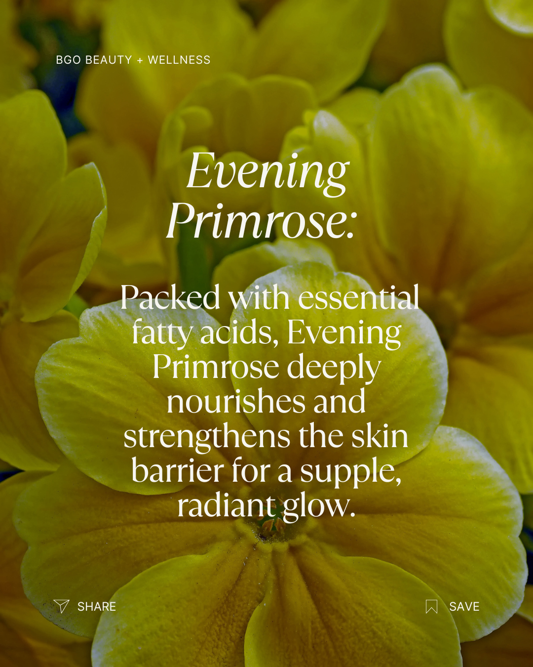 Renew Spray Serum | Hyaluronic + Phytoactive Hydrating Mist