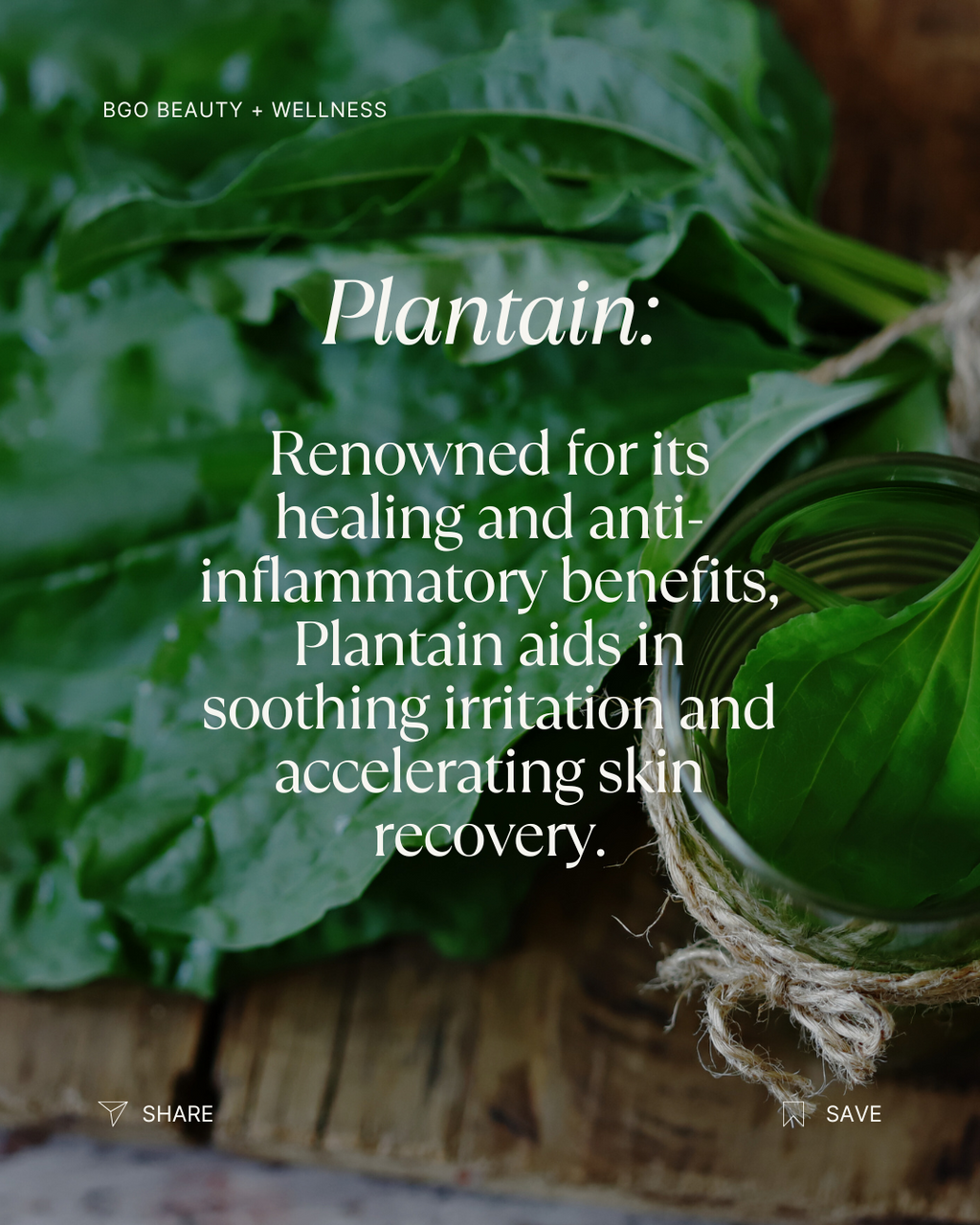 Renew Spray Serum | Hyaluronic + Phytoactive Hydrating Mist