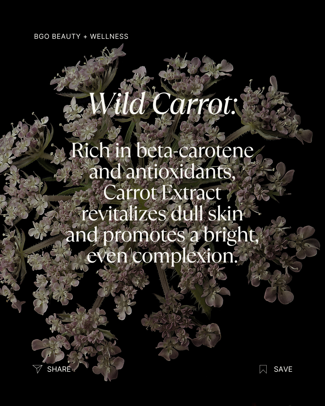 Renew Spray Serum | Hyaluronic + Phytoactive Hydrating Mist