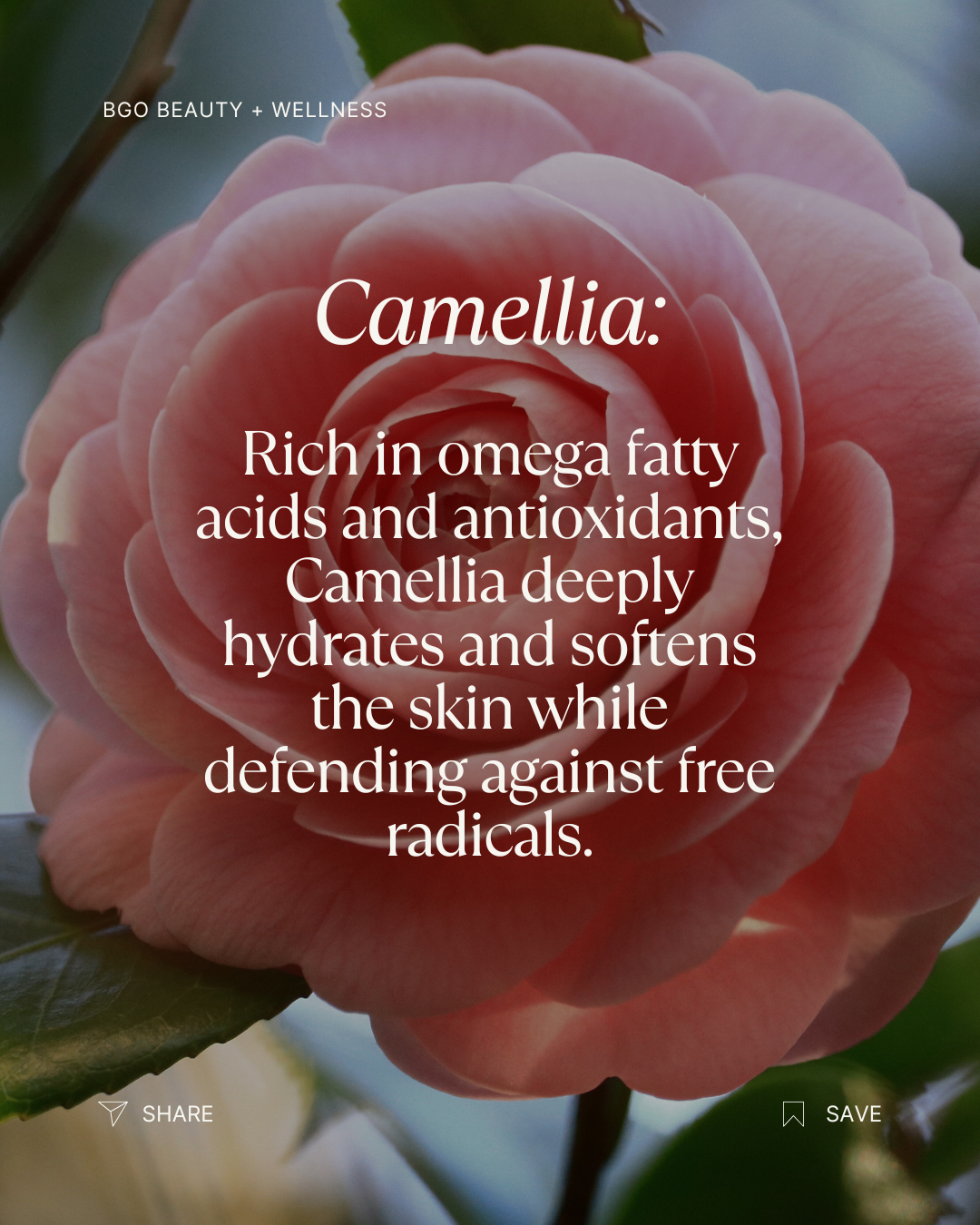 Renew Spray Serum | Hyaluronic + Phytoactive Hydrating Mist